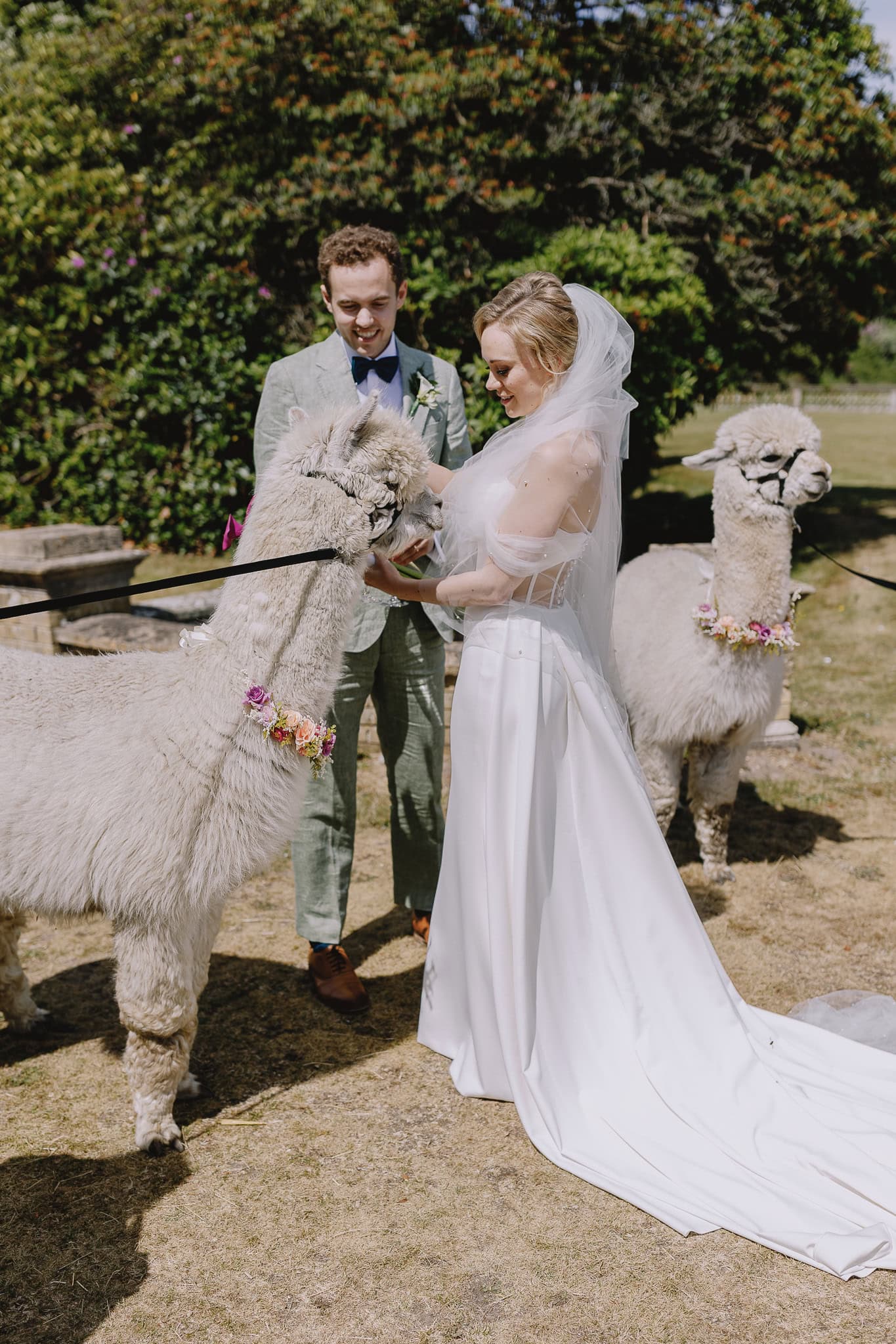 Bride and groom with alpacas at their sustainable outdoor wedding.