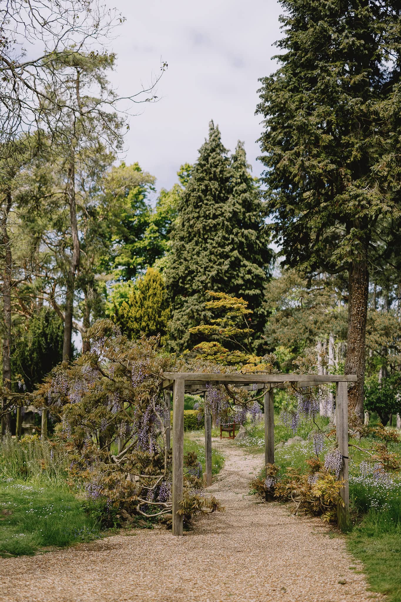 Gravel path under wisteria-covered arbor in a green garden setting.